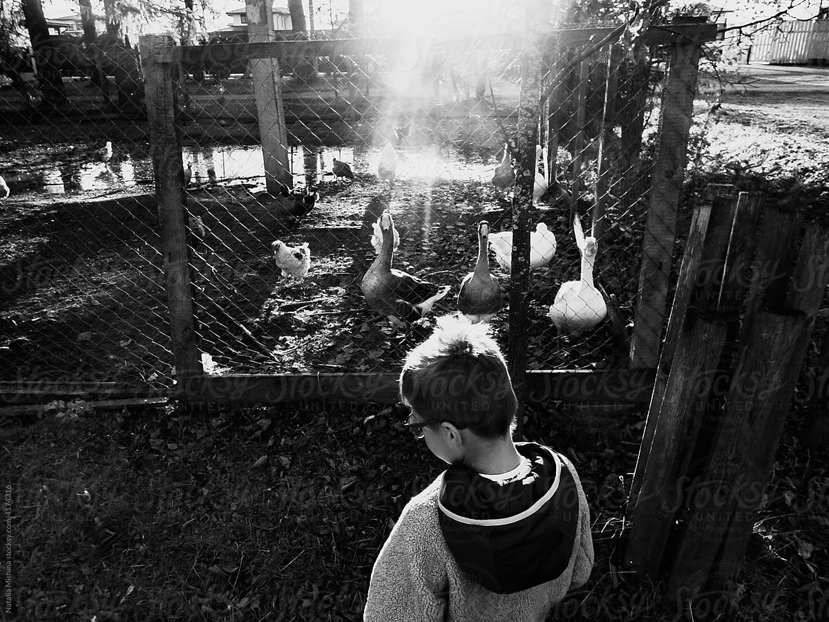 A boy on a farm near an aviary with poultry.