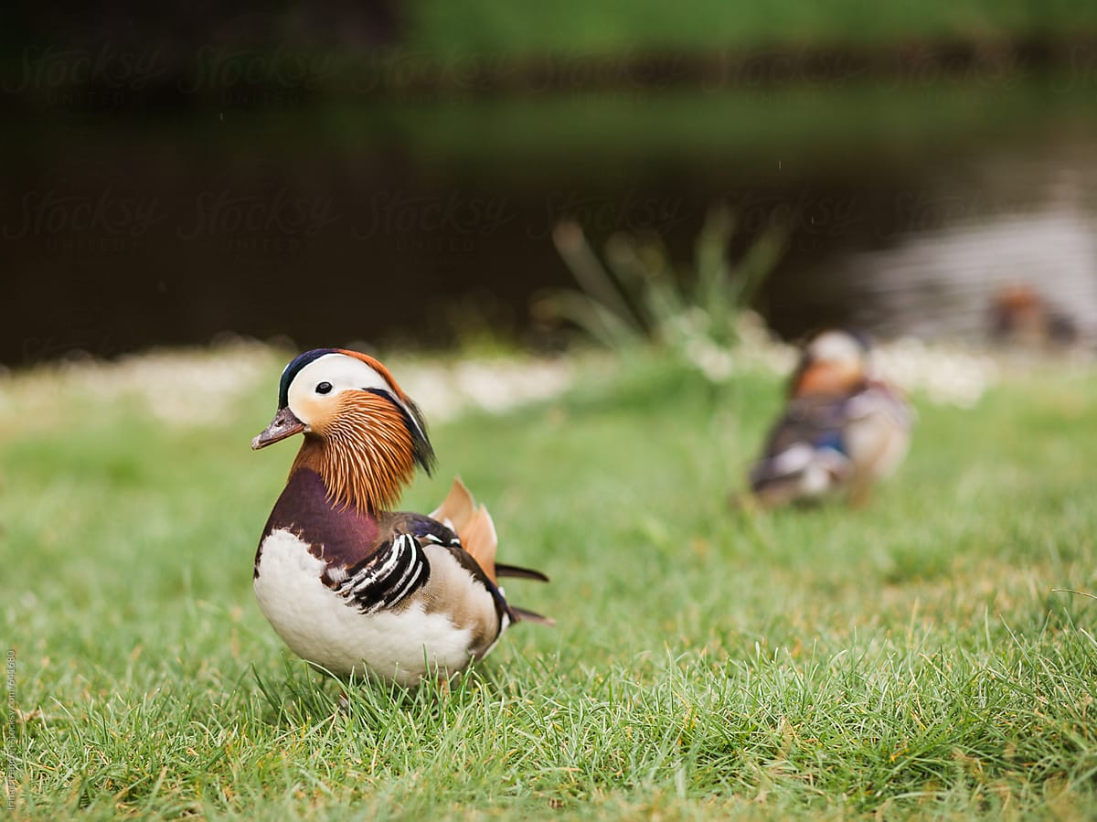 Mandarin duck on the grass in the park