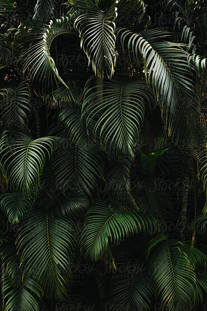 Dark Green Palm Tree Background by Stocksy Contributor Marija Savic -  Stocksy