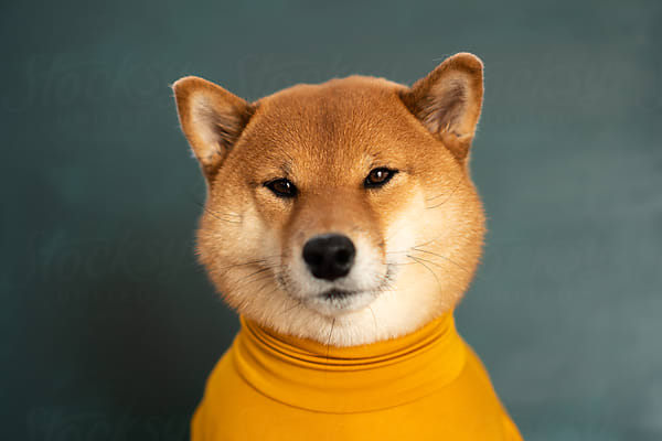 shibaさん The Irresistible Charm of Shiba Inus - 123 Treats