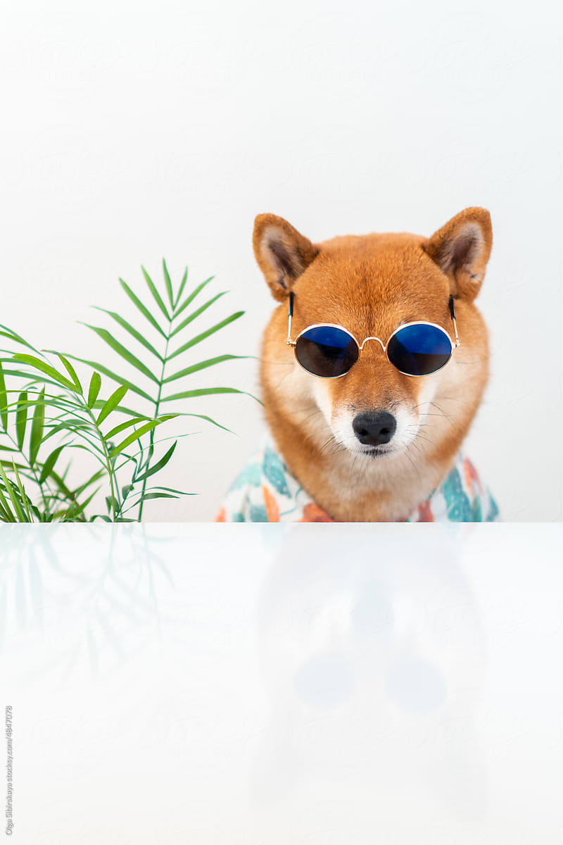 Dog in sunglasses and Hawaiian shirt