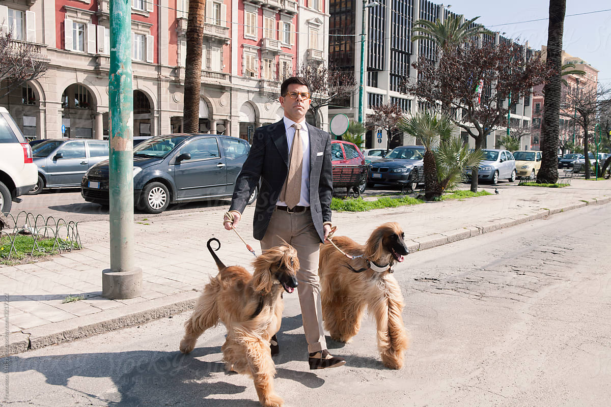 Portrait of stylish man walking the Afghan dogs