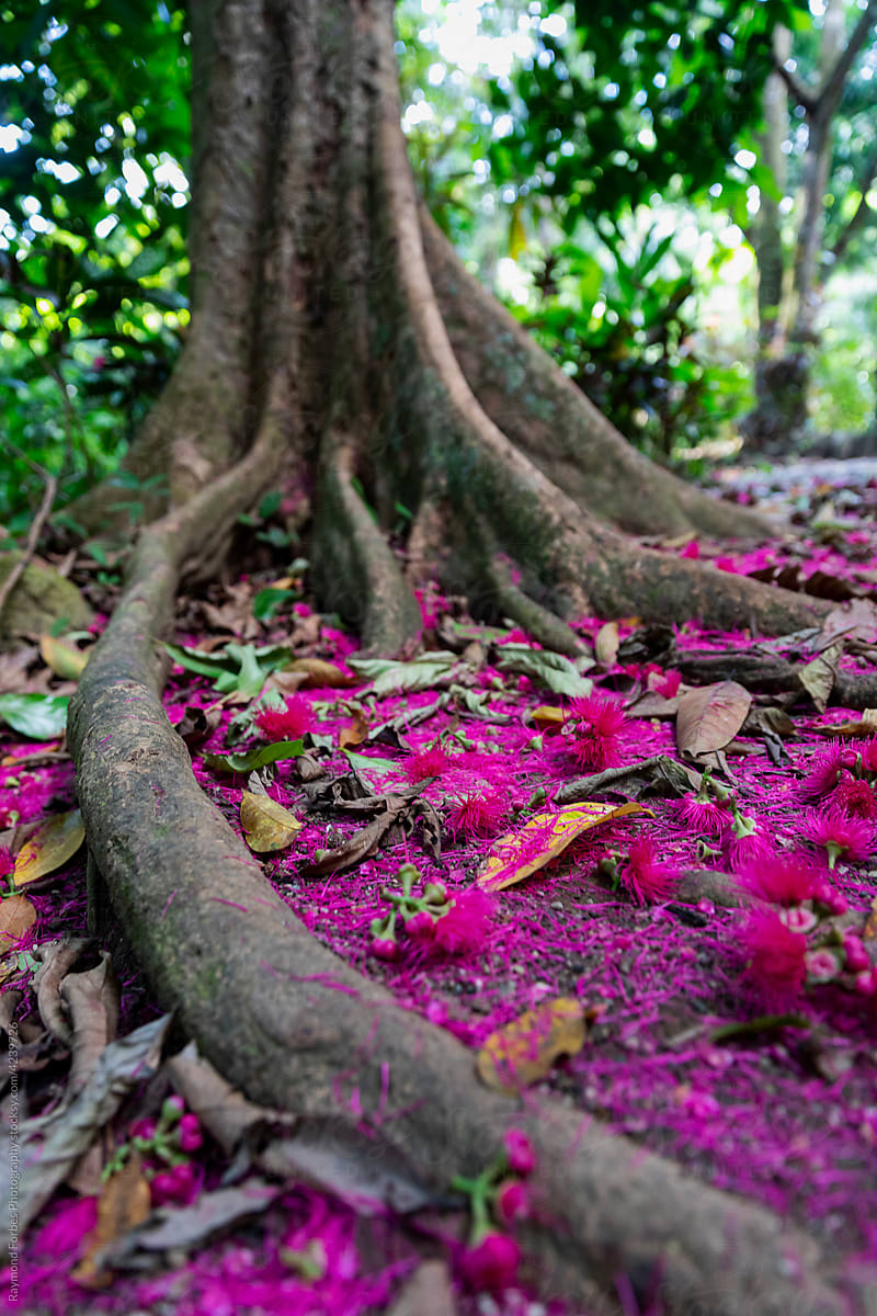 Tree roots with  blooms from Manzana de agua tree