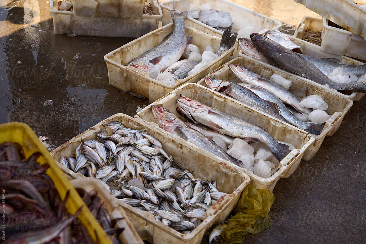 Closeup of fresh sea catch fish in boxes