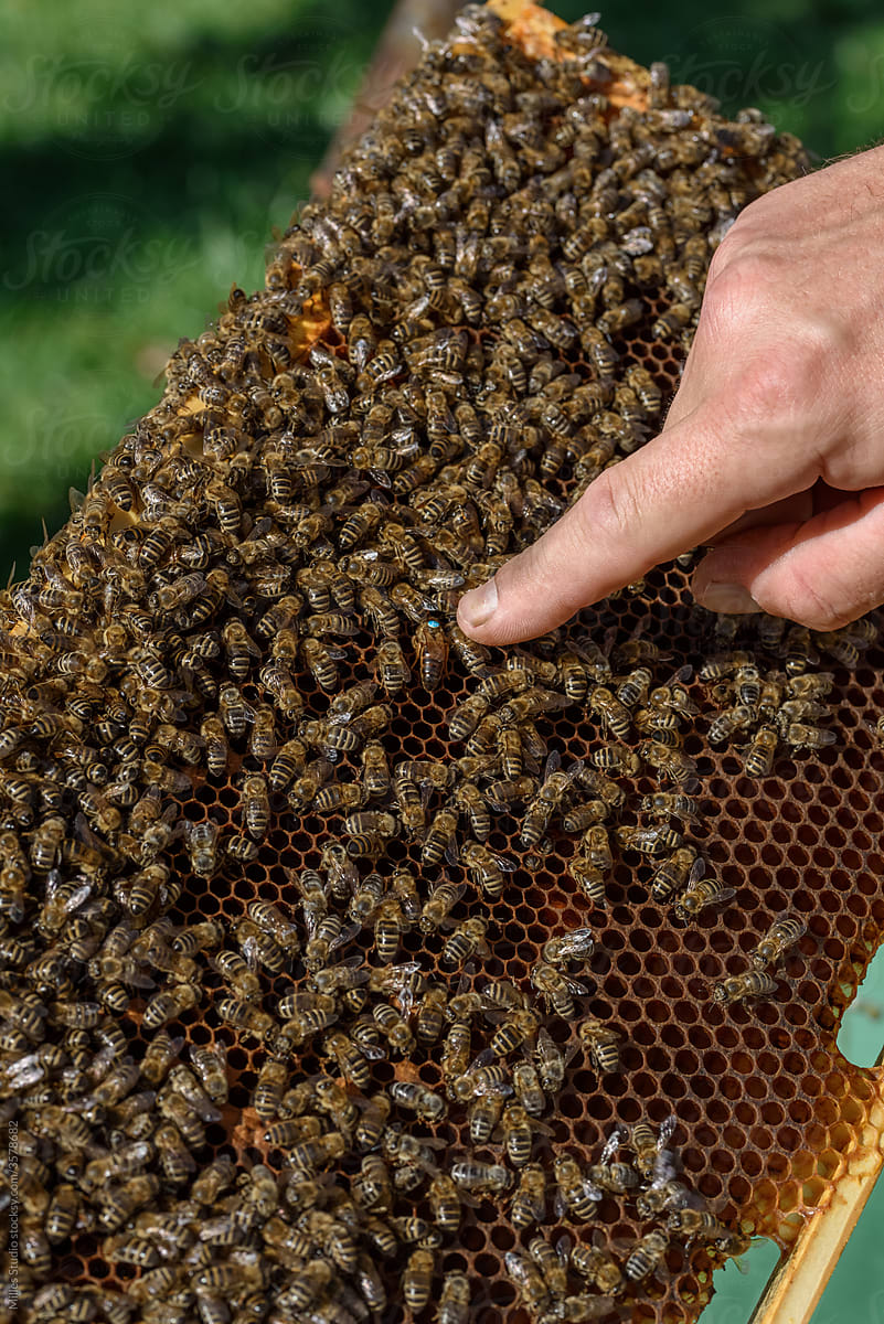Crop beekeeper pointing at bees