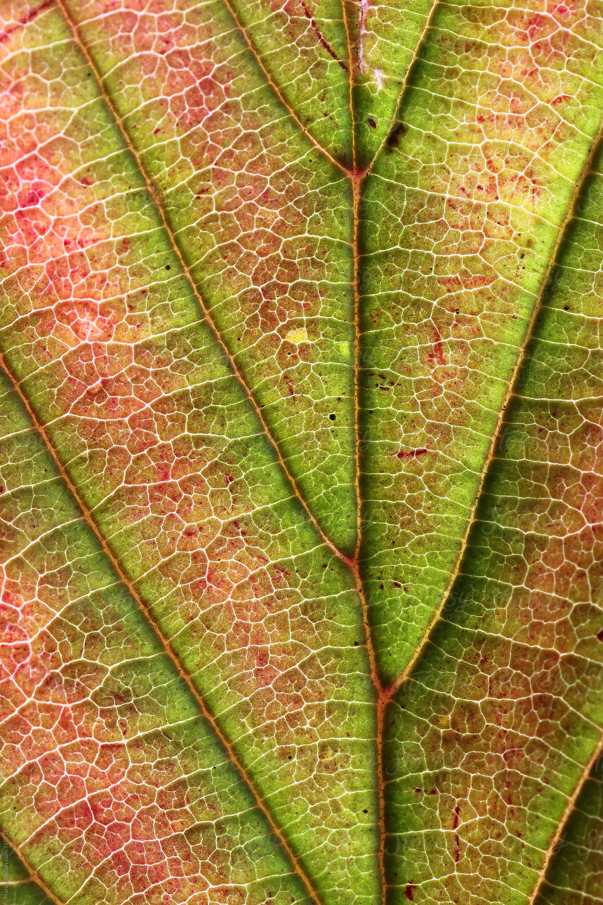 Macro photo of a beautiful autumn leaf changing colors