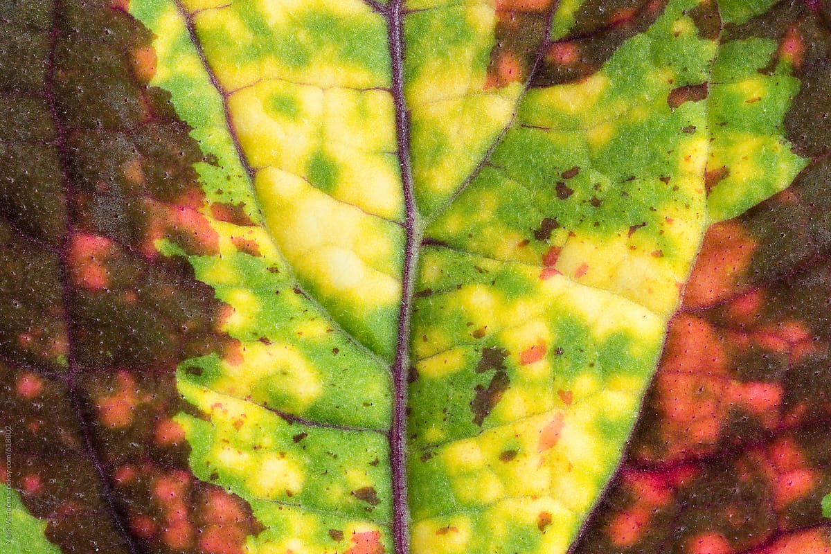 Coleus leaf, macro