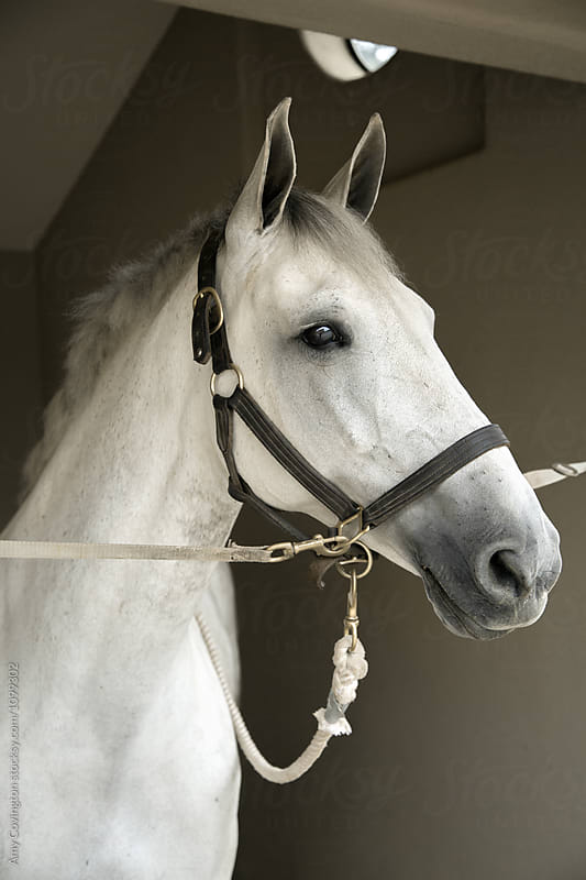 White holsteiner horse in a stall