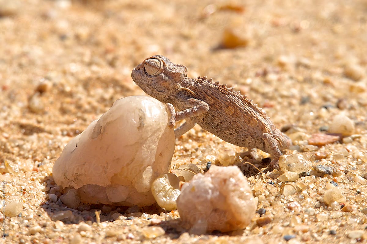 A chameleon in the desert