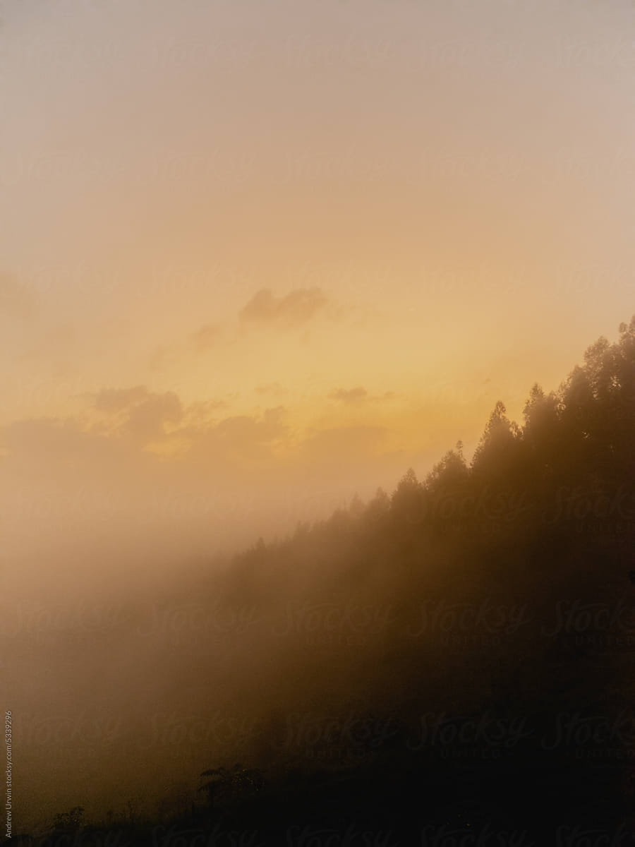 Misty forest Rwanda