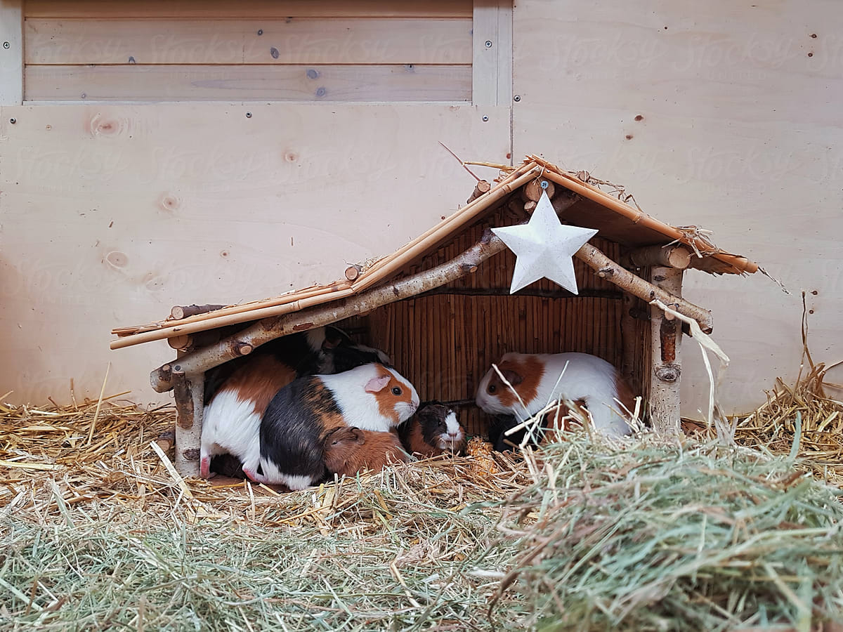 Guinea-pig nativity scene