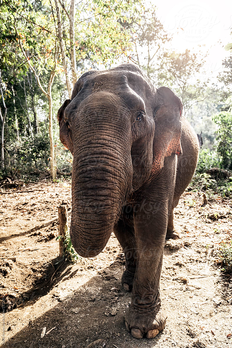 Majestic elephant walking in tropical jungle