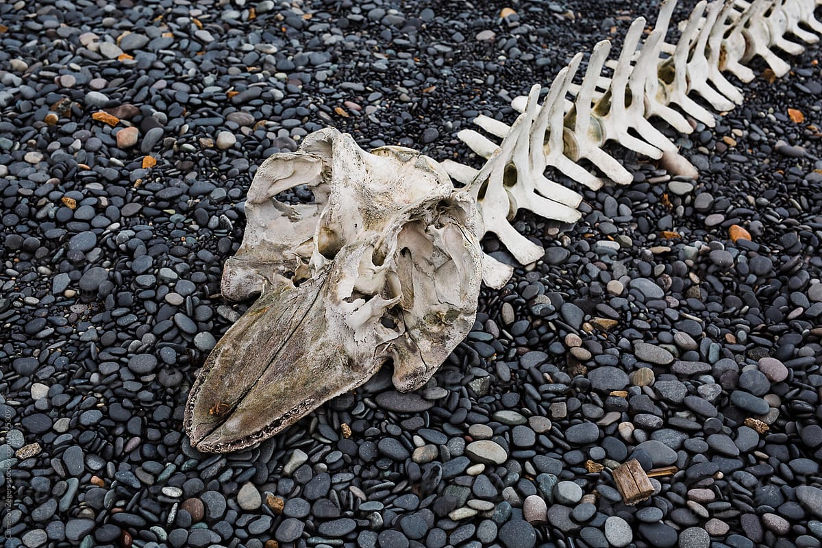 whale skeleton on beach