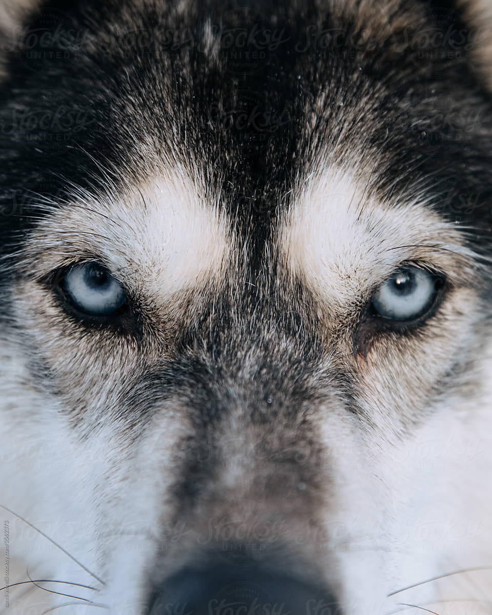 Gazing into the mesmerizing blue eyes of a Husky
