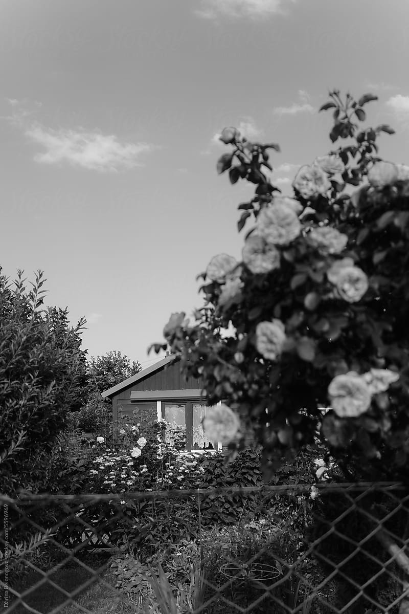 Black and white shot of a house and a rose bush