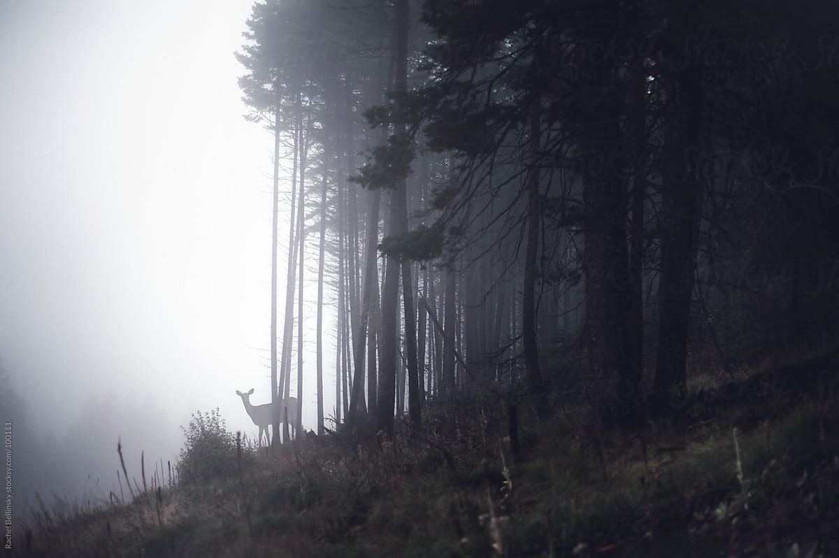 Distant Deer In A Misty Forest By Rachel Bellinsky Stocksy United