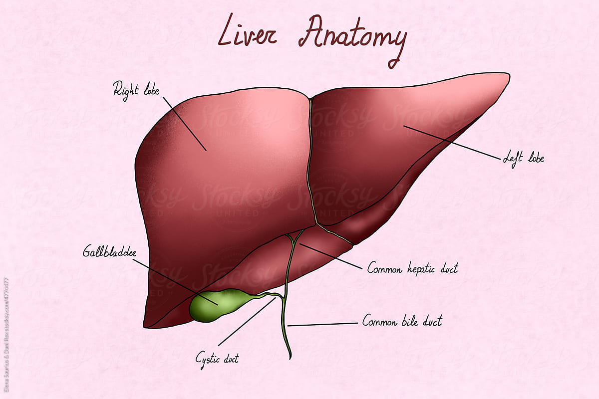 Anatomy Of A Human Liver And Gallbladder Illustration.