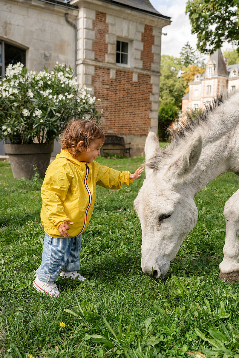 Toddler patting a donkey