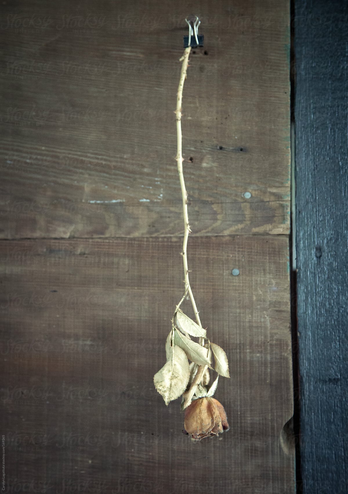 Dried rose hanging by a binder clip inside an old barn