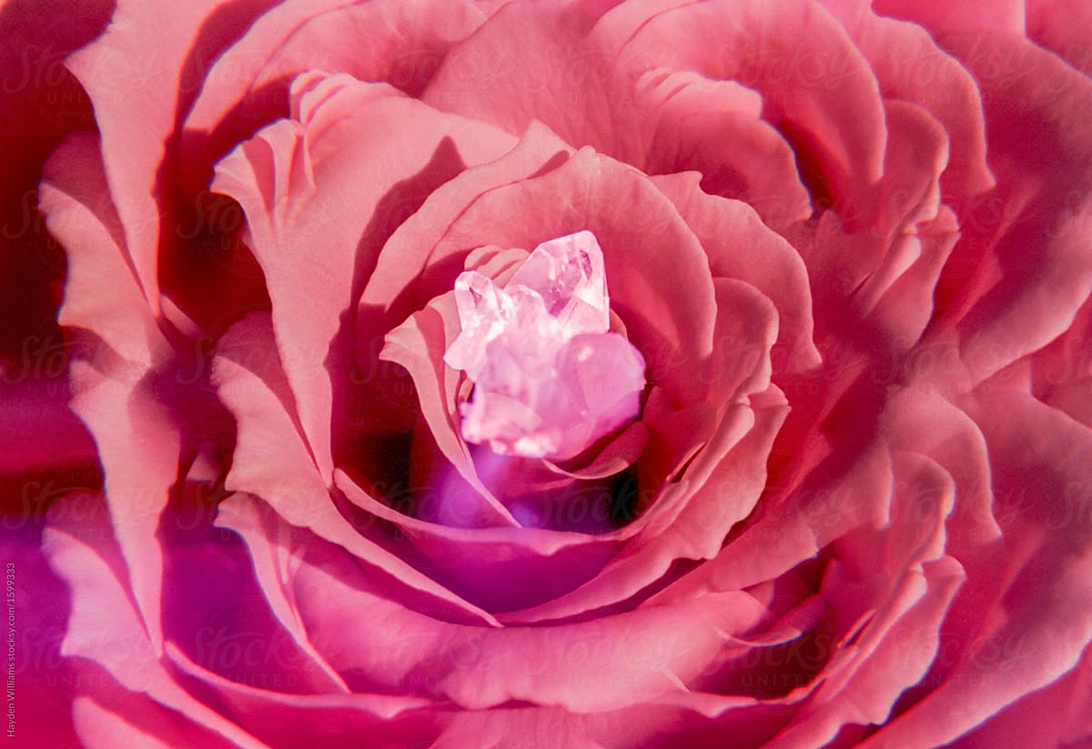 Pink Crystal inside of Rose