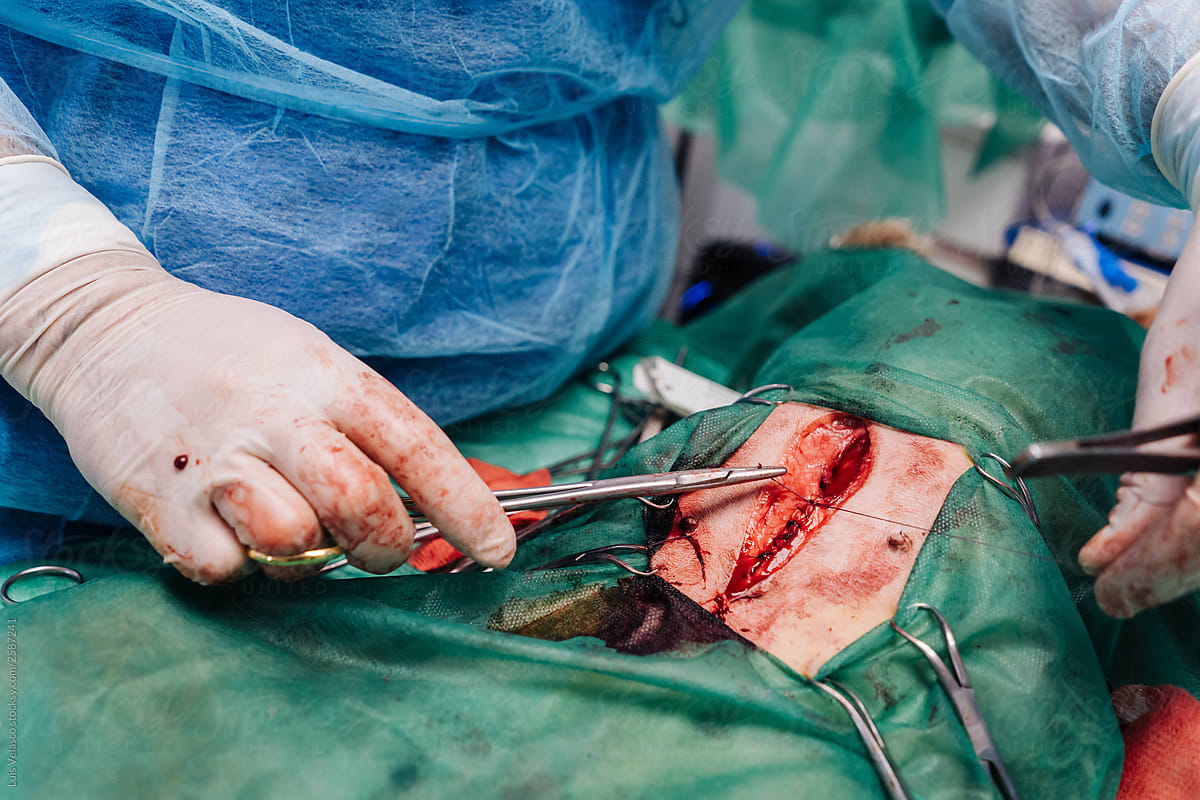 Detail Of Hands Of A Surgery Of A Dog In A Veterinary.