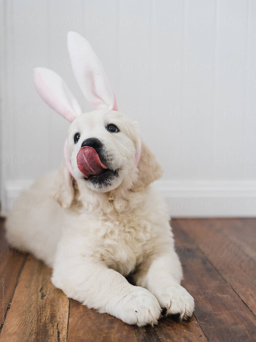English cream golden retriever puppy in bunny ears