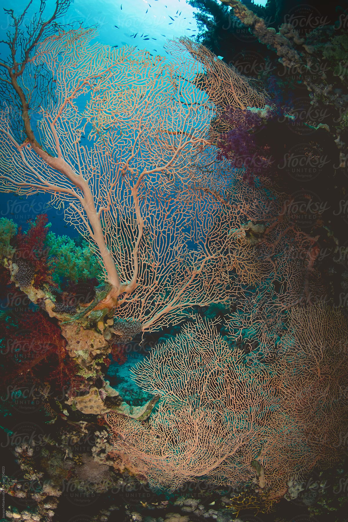 Gorgonian sea fan underwater