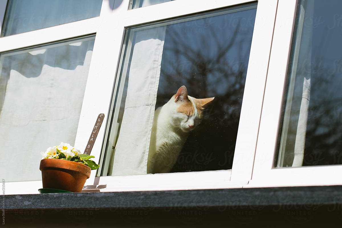 Cat sitting indoor on windowsill and bathing in the sun
