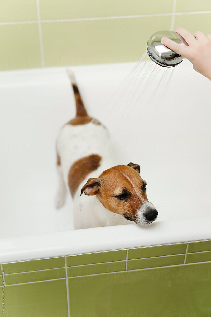 Obedient dog washing in bathroom.