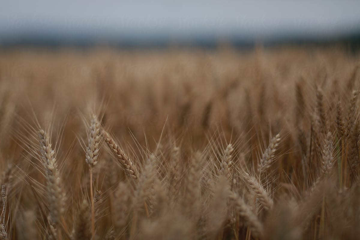 Wheat field under a gloomy sky, shallow focus.