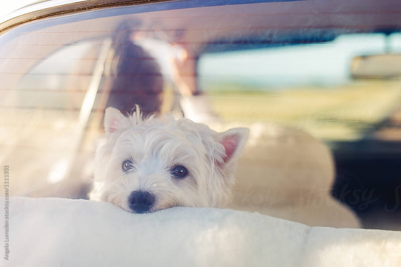 Dog in the back seat of a car, seen through the car window