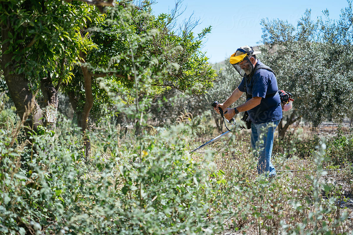 Older bearded farmer removing weeds with an electric mower from an olive tree crop