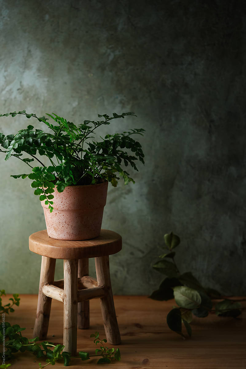 Potted Fern on Wooden Stool