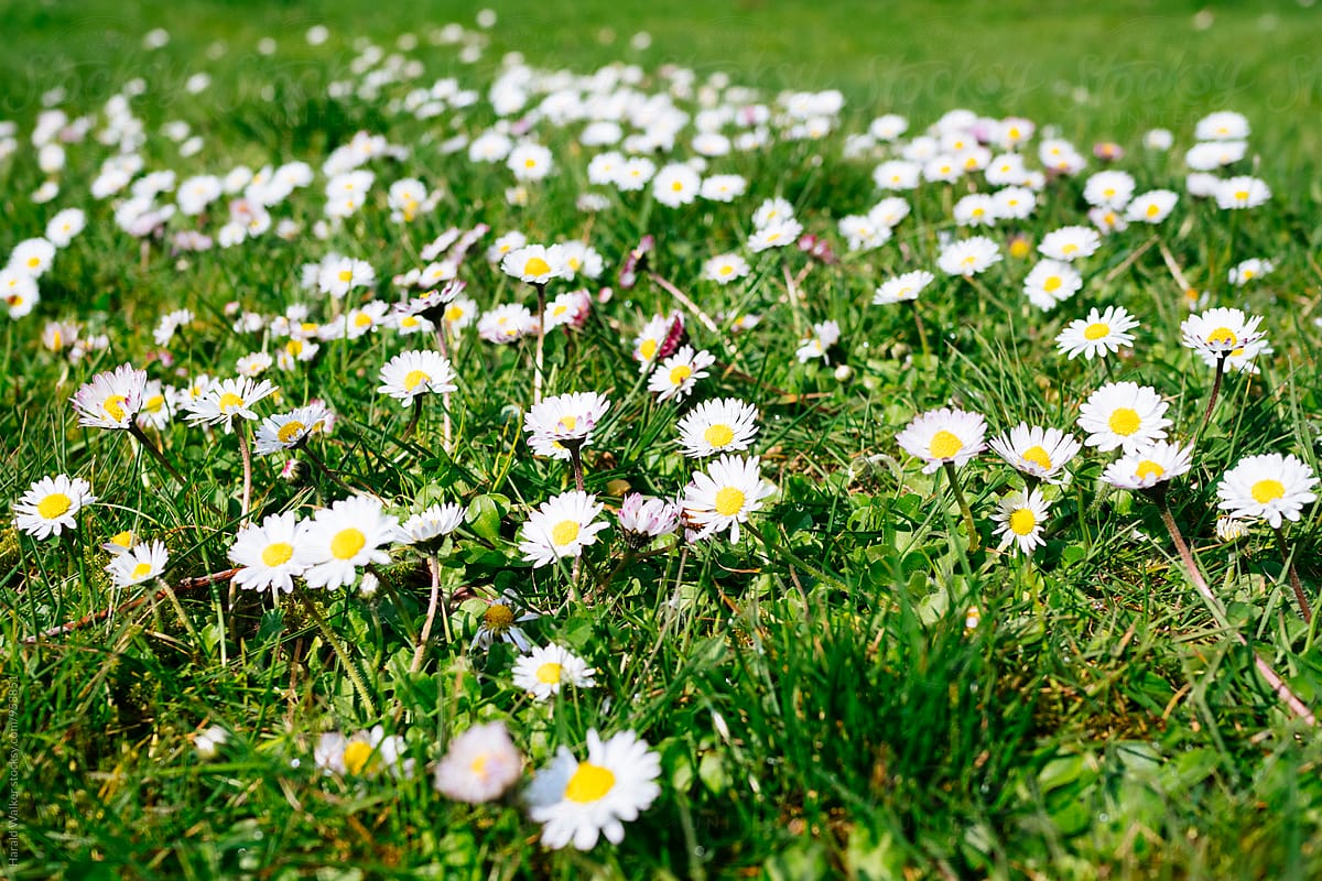 Daisies in spring time