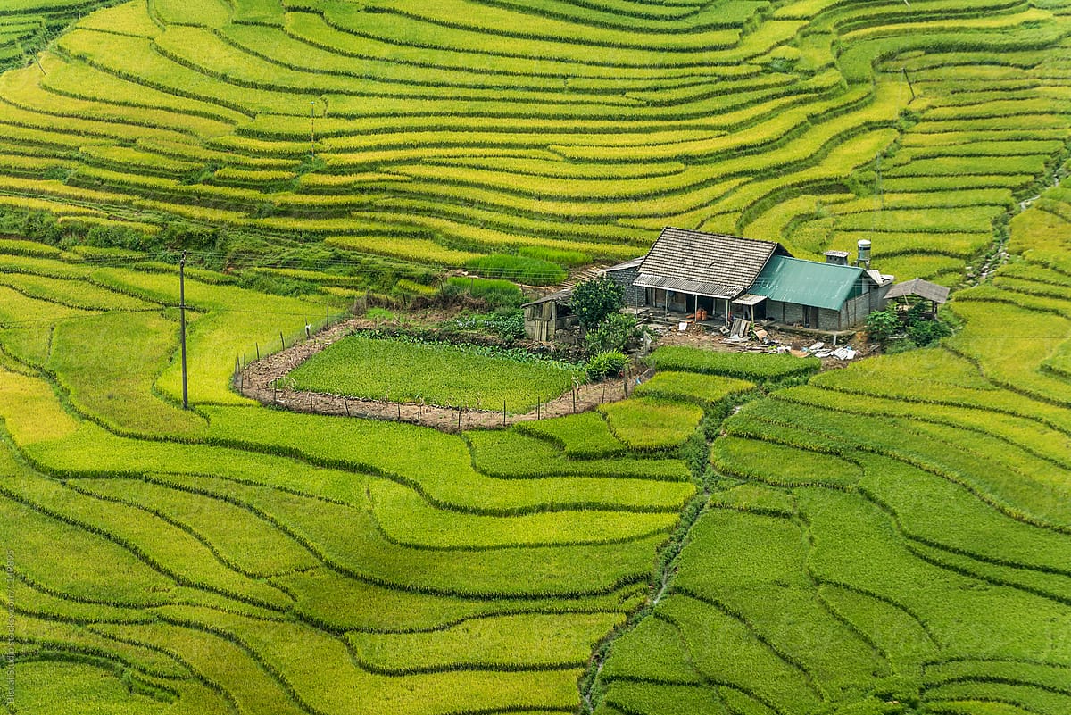 Production of rice with small house in the middle