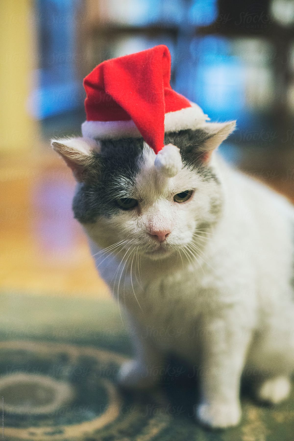 Cat wearing Santa hat