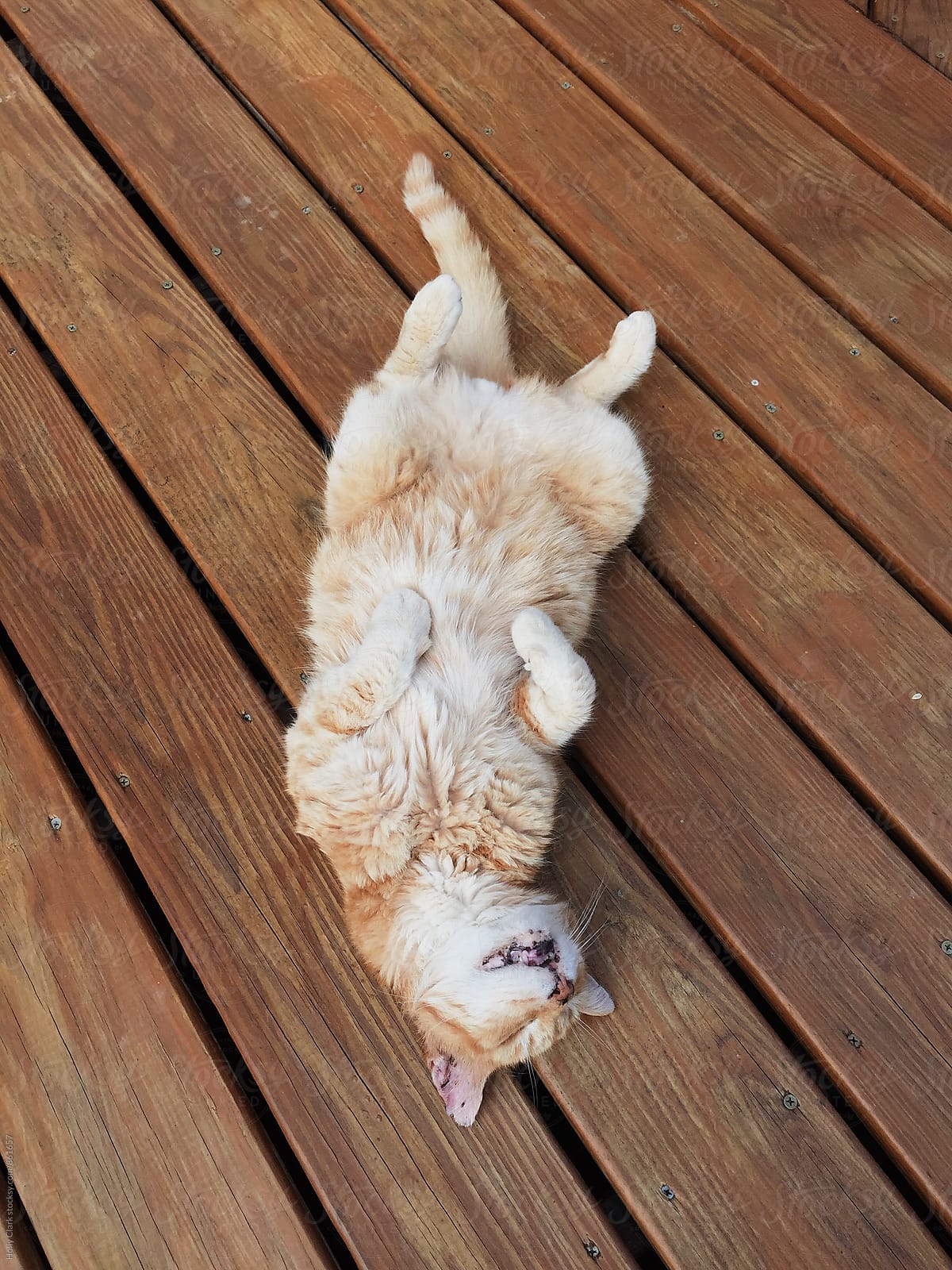 Orange Kitty sleeping on it\'s back with his furry belly facing up on a wooden deck
