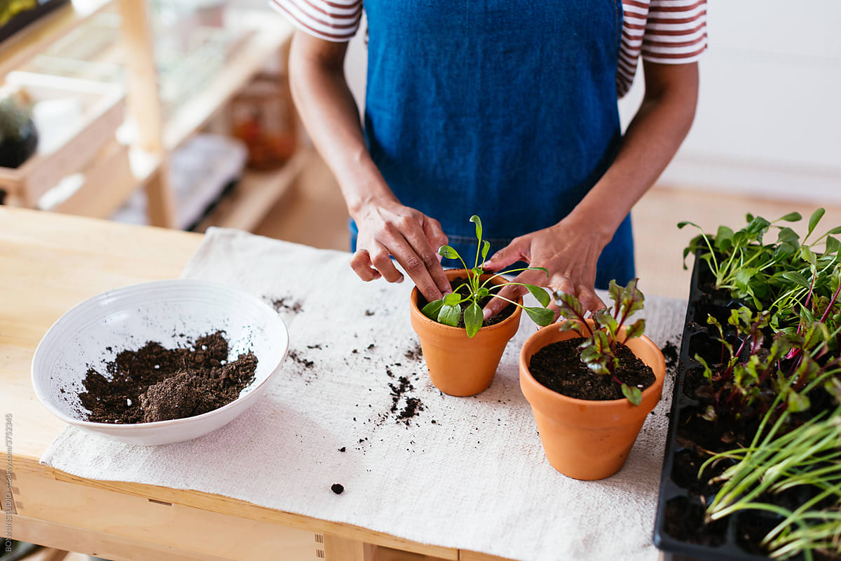 Crop black woman planting sprouts on table at home