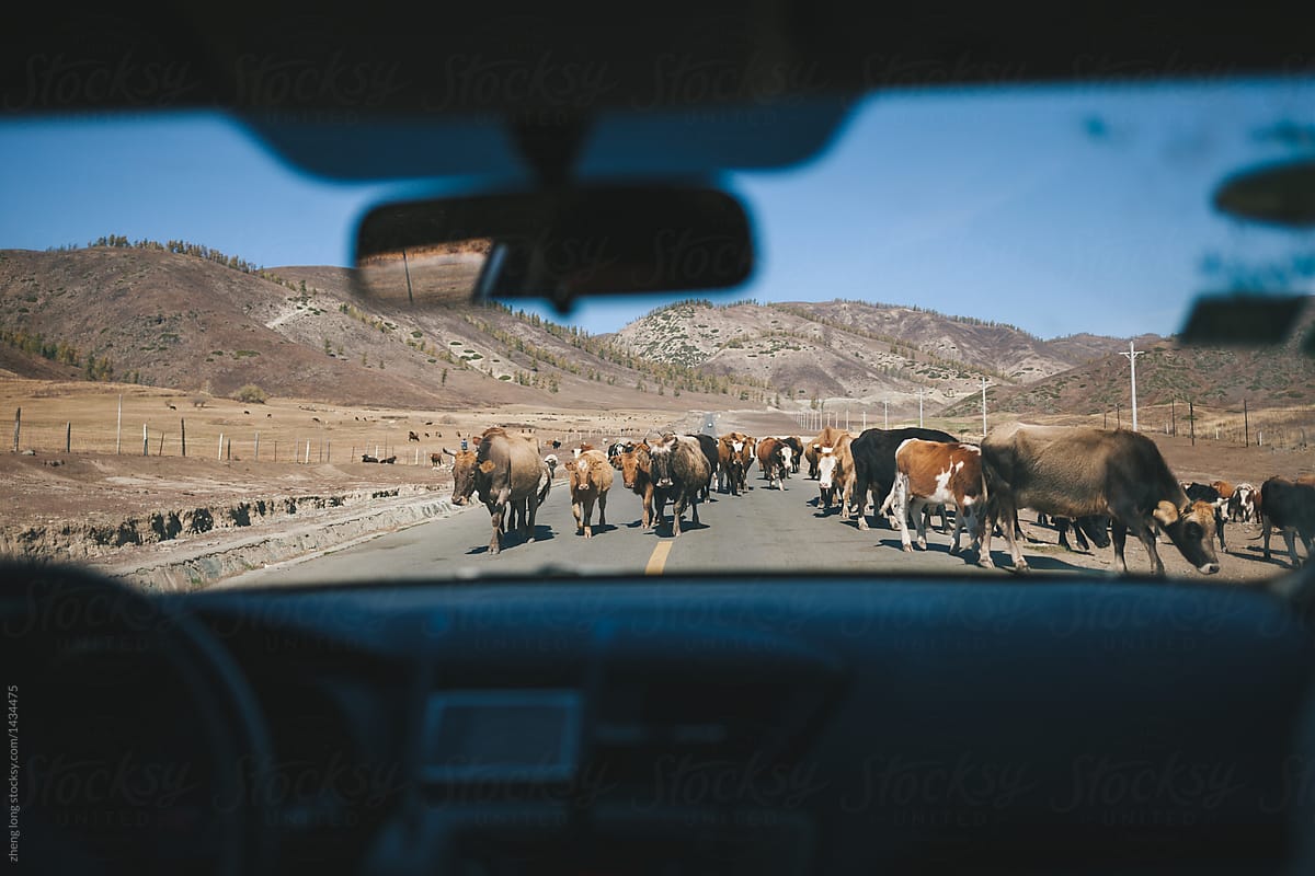 Cattle on the road, Xinjiang