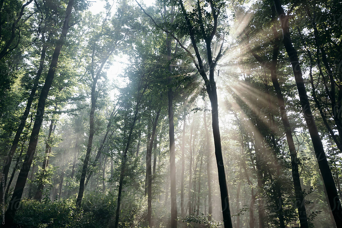 Magical light rays in forest