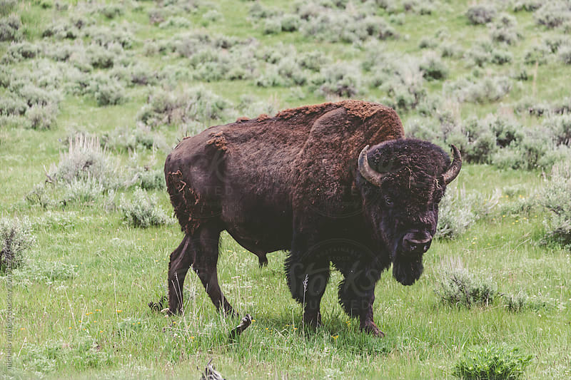 Bison in a grassy plain