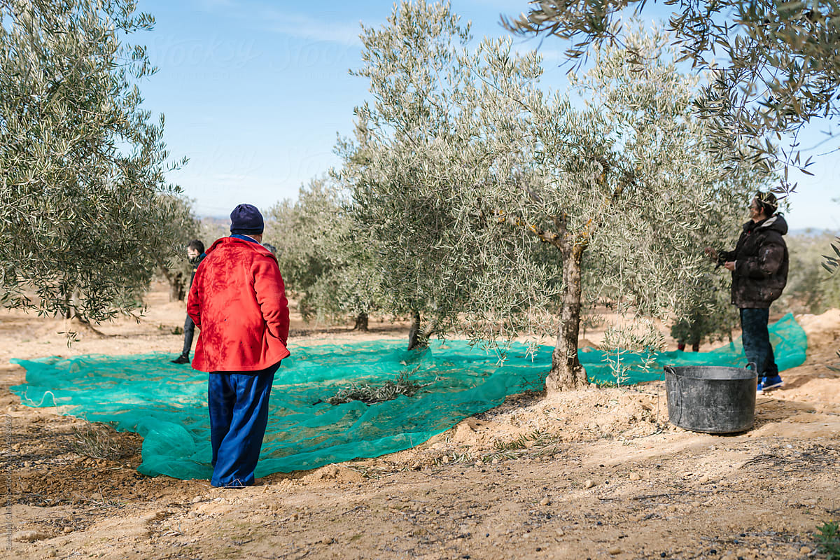 Men harvesting olives in garden