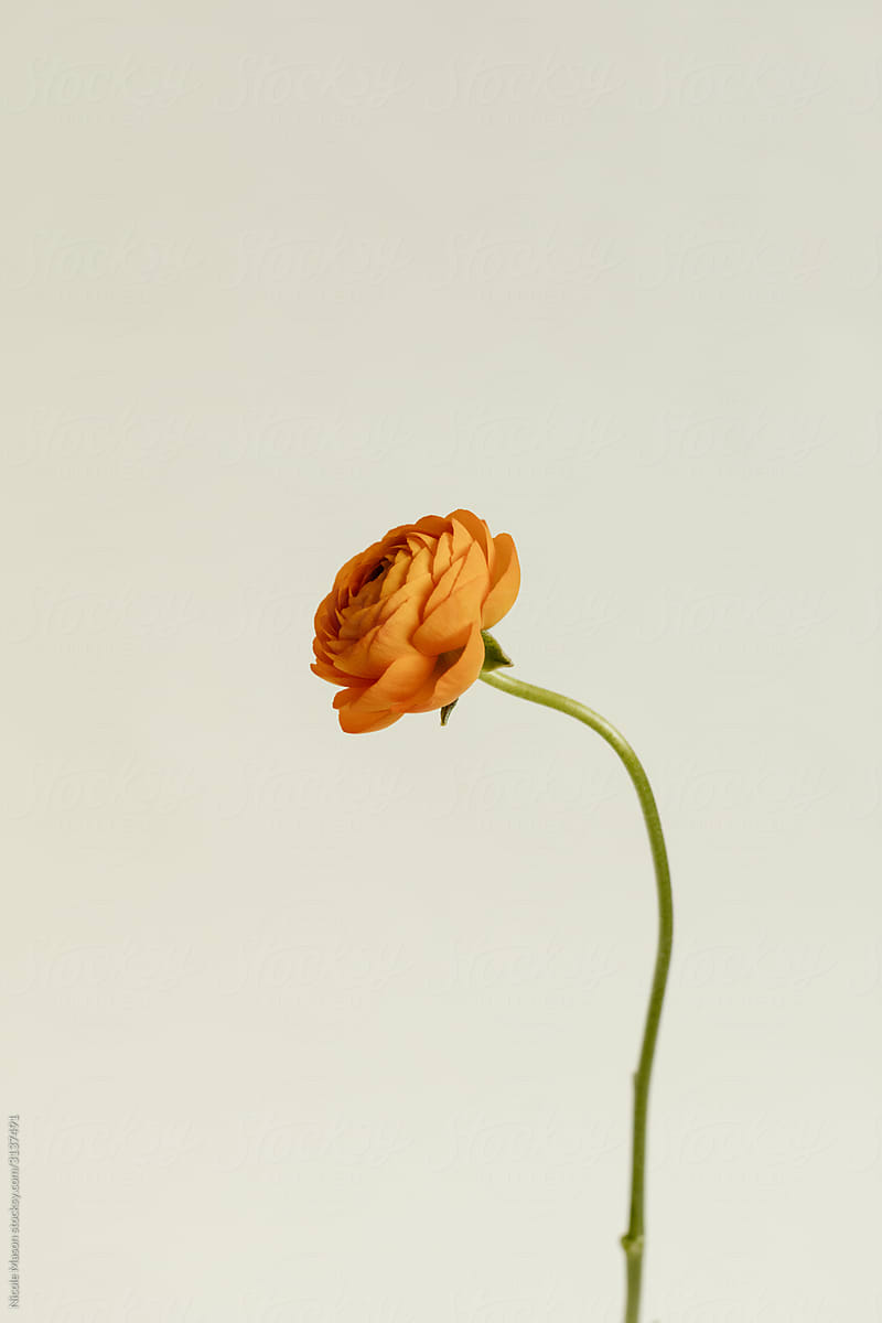 red orange ranunculus flower stem