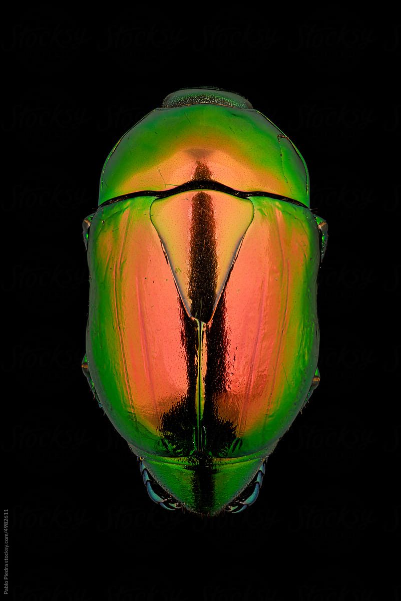 Metallic Green Scarab Beetle