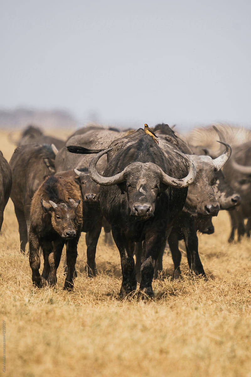 Herd of African buffalos in savanna