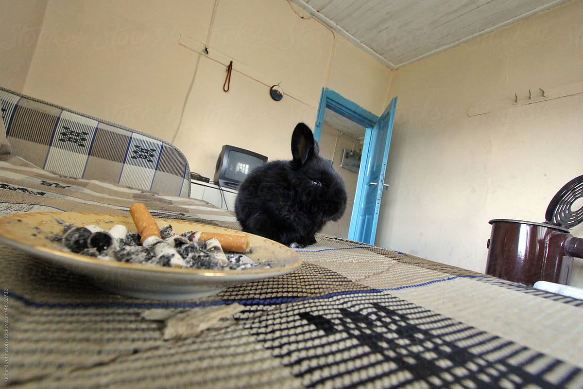 rabbit next to an ash tray