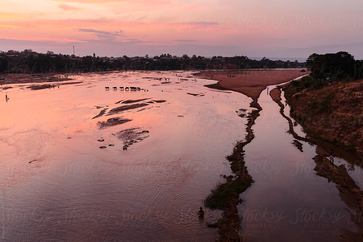 Scenic view of cattle crossing river at dusk with pink colored sky
