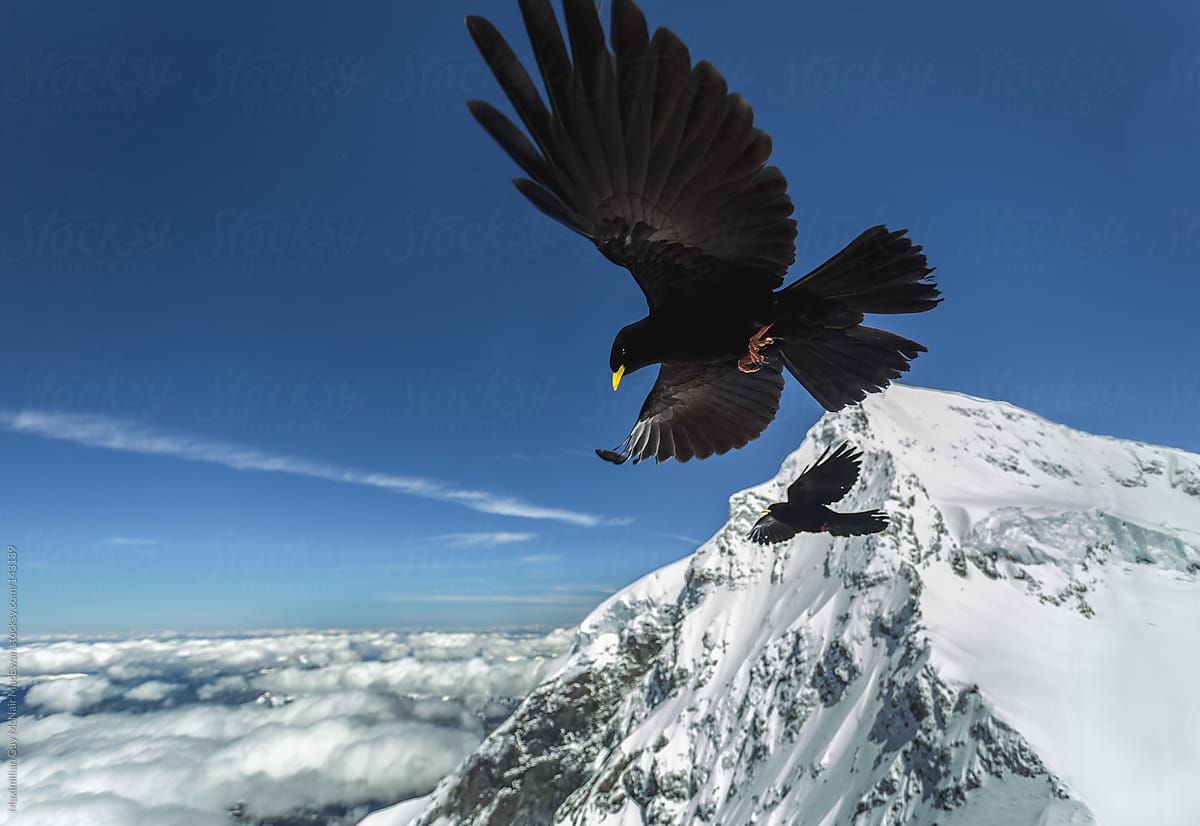 Blackbirds over the Swiss Alps