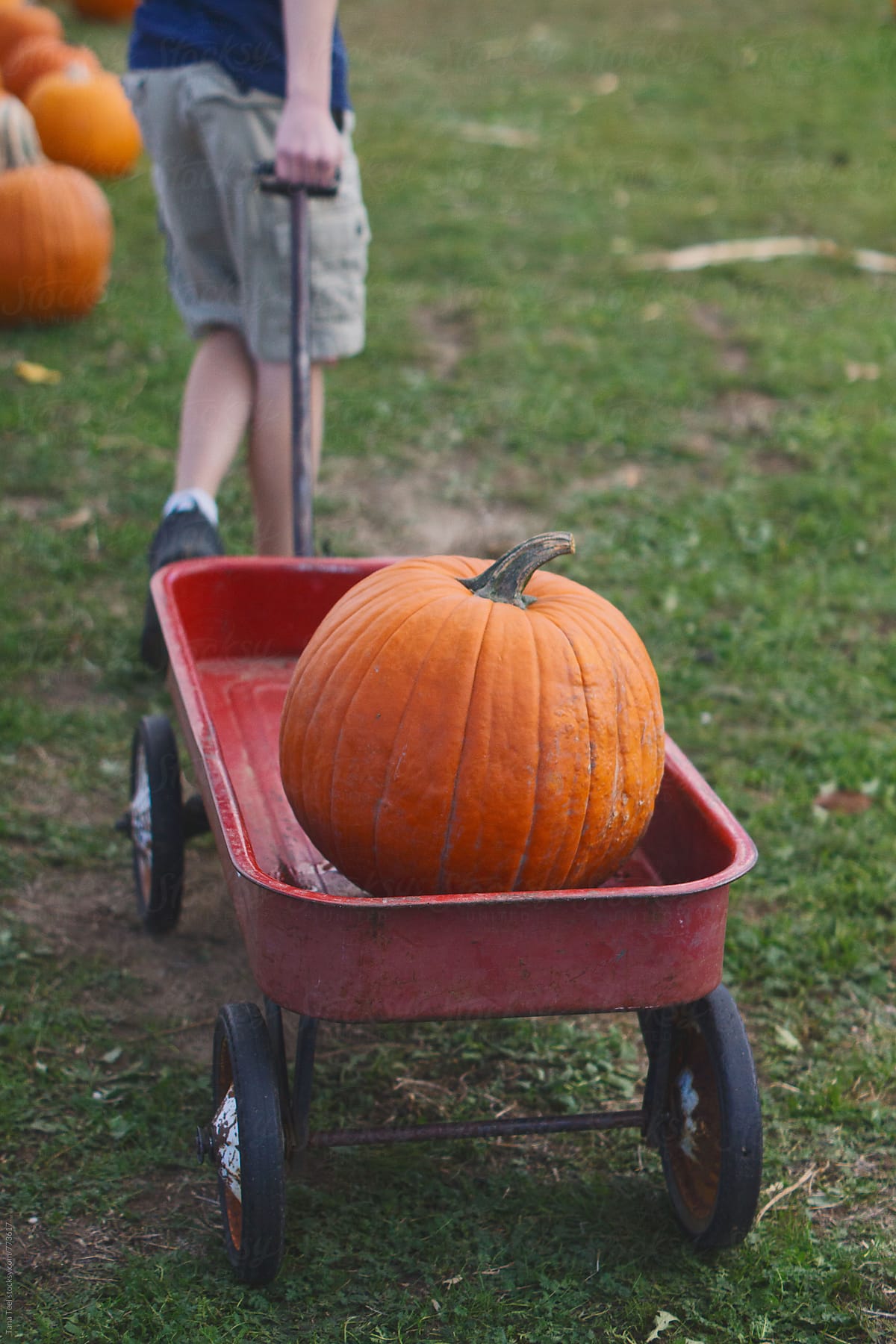 young boy pulls wagon with pumpkin in it