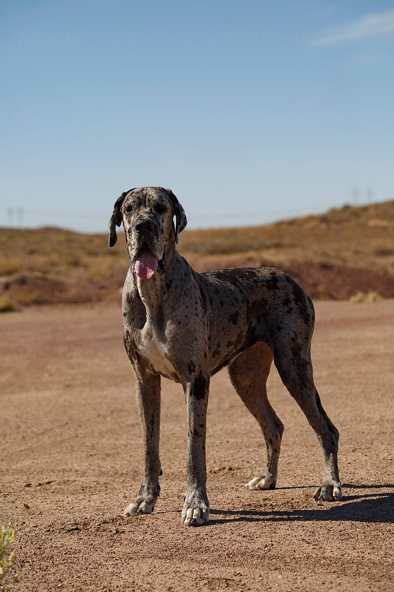 Dog against blue sky in desert